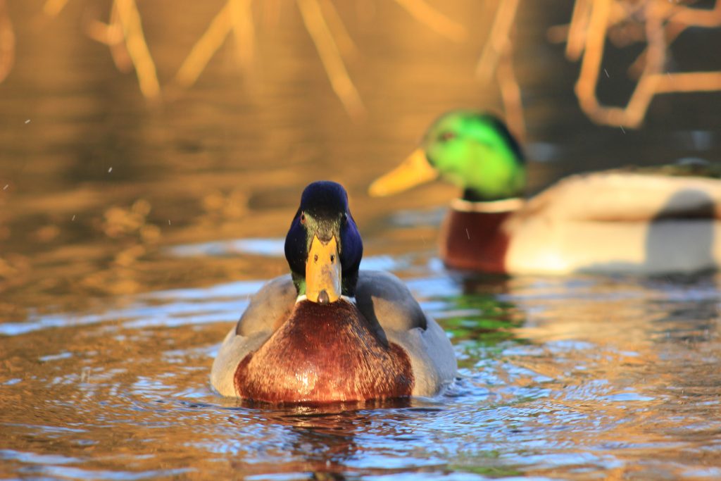Mallards in Castle Park, by postman.peter (CC BY 2.0). Click image for details.