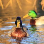 Mallards in Castle Park, by postman.peter (CC BY 2.0). Click image for details.