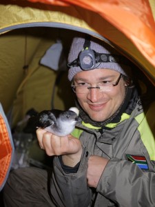 Scrutinizing a common diving petrel (Pelecanoides urinatrix) on Inaccessible Island in 2011. Photo: Martim Melo.