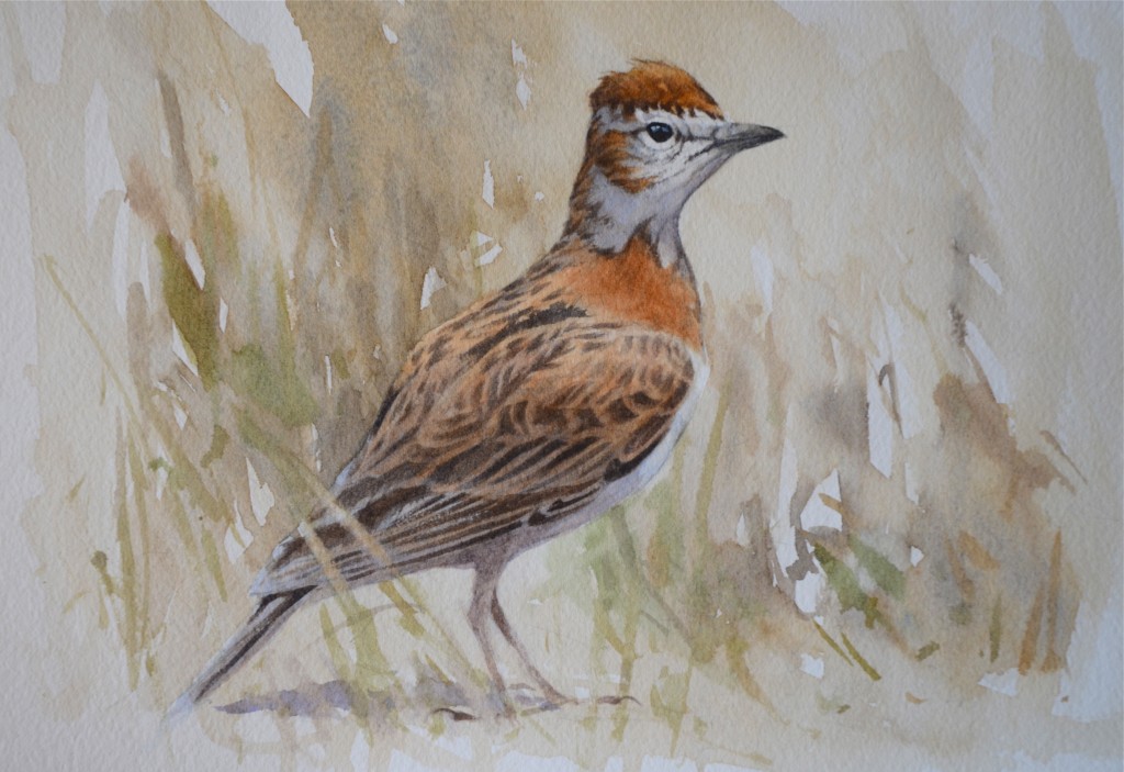 Calandrella_williamsi_rufipectus
