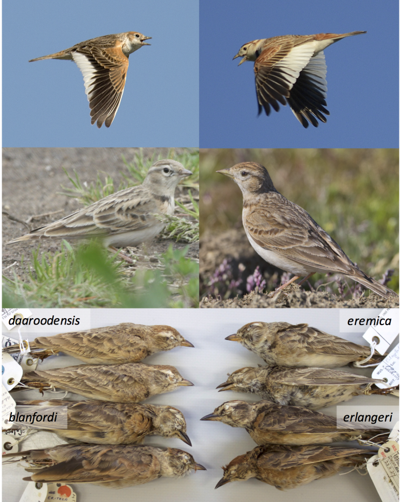 Figure 1 (from Stervander 2015). Larks (family Alaudidae) display strong adaptations in bill morphology and plumage, and recent studies have revealed both convergent evolution and cryptic taxa. Alström et al. (2013) demonstrated an extreme case of convergent evolution in the White-winged Lark Alauda leucoptera (top left) and the Mongolian Lark Melanocorypha mongolica (top right), previously thought to be congeneric. We confirmed that Calandrella [brachydactyla] dukhunensis (middle left) is a separate species from the Greater Short-toed Lark C. brachydactyla (middle right), more closely related to Hume’s Short-toed Lark C. acutirostris, though it morphologically resembles the Greater Short-toed lark. We also show that C. blanfordi daaroodensis and C. b. eremica form a clade that split over four million years ago from C. b. blanfordi and C. erlangeri, which are recently split sister taxa (bottom). Photos, with permission for use in Stervander (2015): Kari Eischer (top left), David Thorns (top right), Matt Poll (middle left), Juan Lacruz (middle right), Martin Stervander with permission from the British Museum of Natural History (bottom).