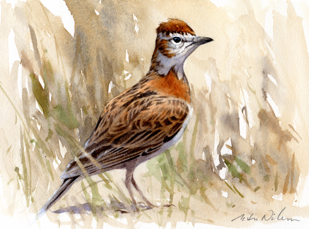 Figure 2. Watercolour of the Nigerian taxon by Peter Nilsson.