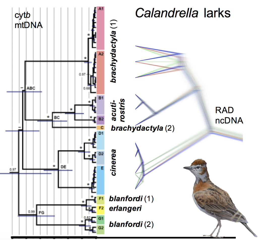 Figure 4. A condensed summary of the phylogenetic results, with the cytochrome b tree to the left, and one version of the RAD sequencing based species tree to the right. For full details, see the trees in our paper!