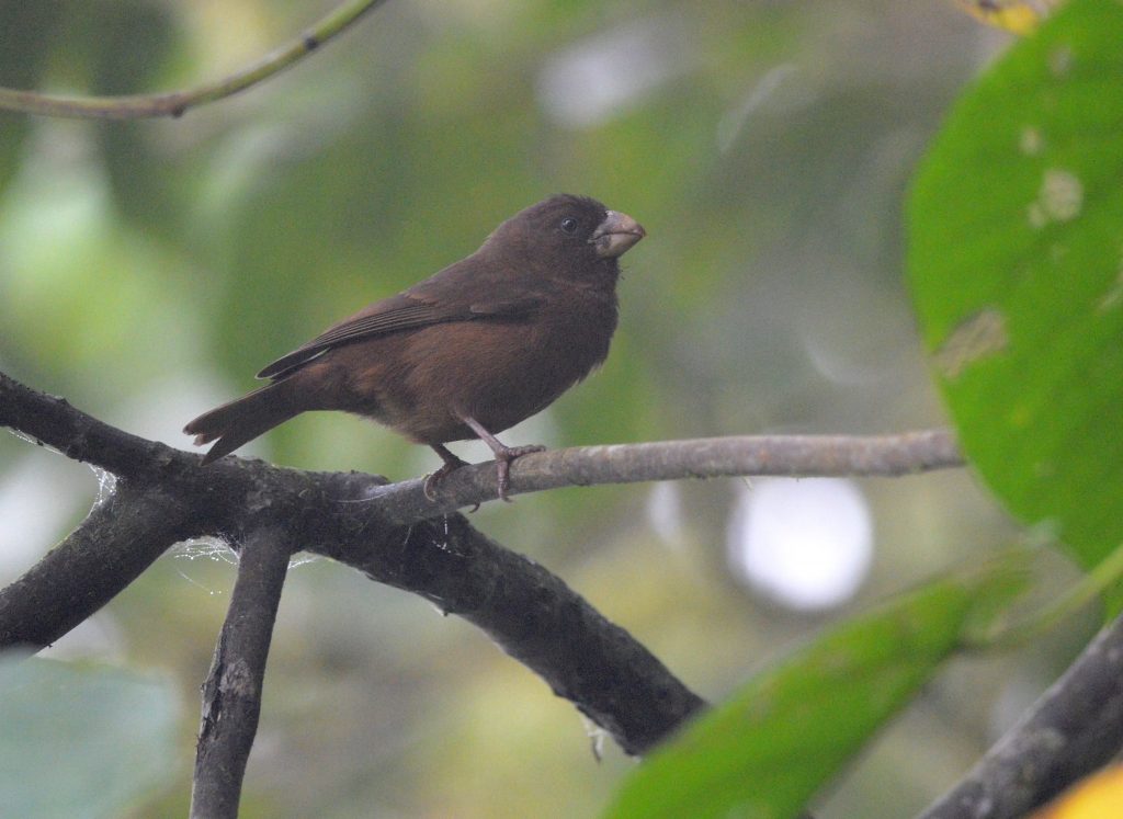 São Tomé grosbeak. Photo (c) August Thomasson.