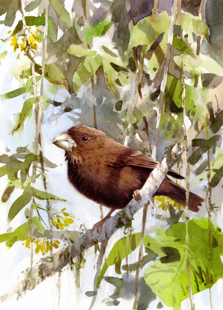 This beautiful water color by Peter Nilsson (http://www.peter-nilsson.com) adorns my living room wall. May I introduce the São Tomé giant seedeater (Crithagra concolor)?