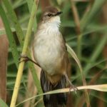Little rush warbler by Alan Manson (CC BY-SA 2.0). Click image for details.