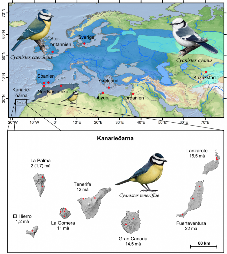 Cyanistes_Fig1sv