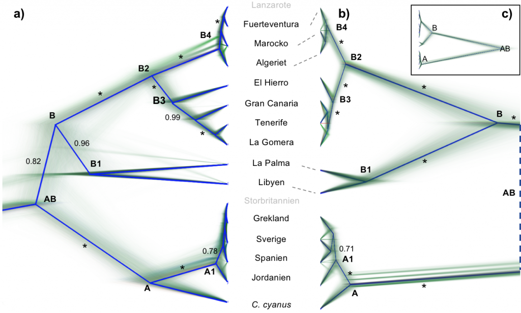 Cyanistes_Fig2sv