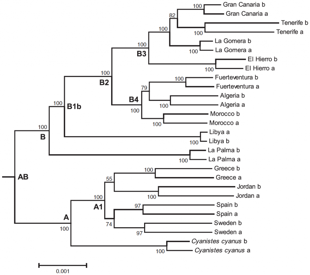 Cyanistes_Fig4