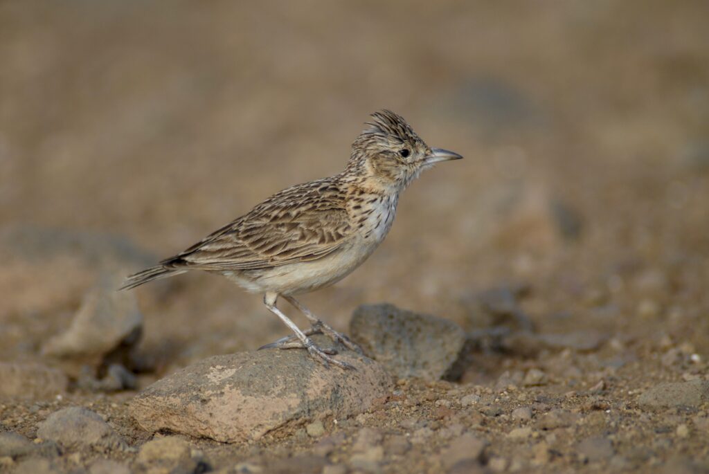 Raso_lark_Cape_Verde_20070321_copyright_Rene_Pop__DSC0282 - Martin ...